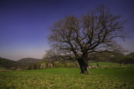 孤树树木草地蓝色季节场地环境天空孤独天气场景图片