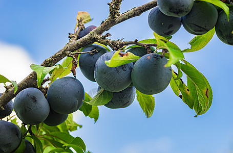 树上挂着多汁的成熟梅子花园食物种植园农业天空水果农场果树果园蓝色图片