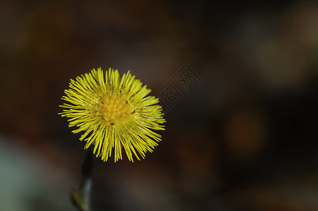 Coltsfof  土西拉戈植物群野花草本植物黄色水平植物学花瓣草本植物药品图片