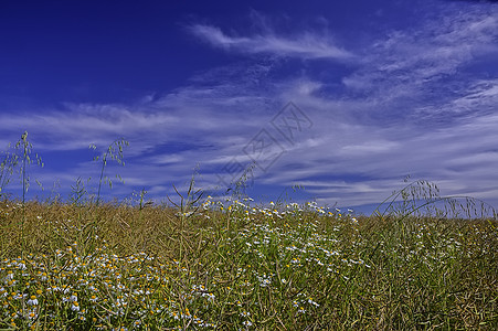 带白花和青草的草地图片