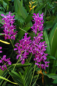 新加坡国家兰花园的紫罗兰花植物兰花科学紫色花园旅游植物学城市旅行指示牌图片