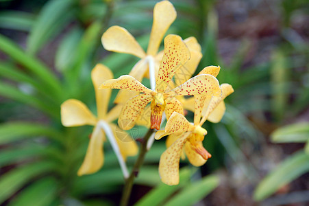 新加坡国家兰花花园黄色花朵兰花植物学花园指示牌旅游植物城市旅行科学图片