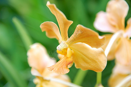 新加坡国家兰花花园黄色花朵旅游城市植物学科学花园旅行指示牌兰花植物图片
