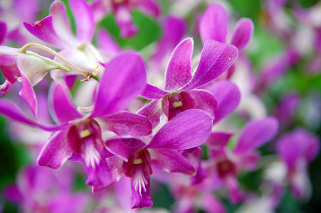 新加坡国家兰花园的紫罗兰花旅游城市紫色指示牌植物科学兰花旅行花园植物学图片