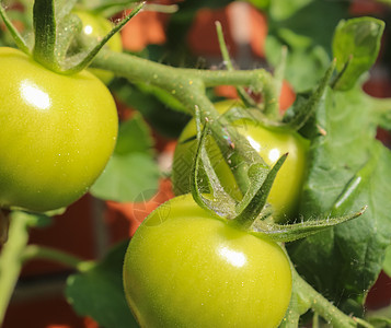 农业概念 在树丛上种植一些大绿色西红番茄生长温室肥料植物收获文化食物蔬菜园艺叶子图片