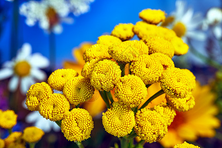 黄色 小球 在夏天在草原上盛开花朵图片