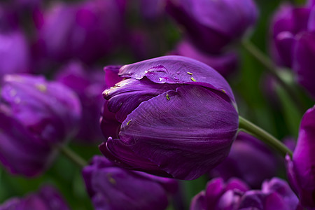 美丽的紫色郁金香 有水滴子水滴生长花束收成庆典阳光场地公园栽培植物群图片