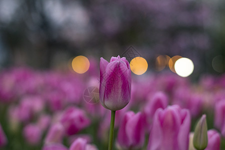 带有粉色和紫色郁金香的字段生长植物群庆典公园园艺收成水滴美丽背景花束图片