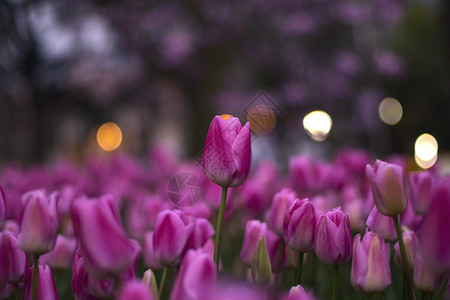 带有粉色和紫色郁金香的字段花园水滴植物群背景季节场地美丽庆典园艺植物图片