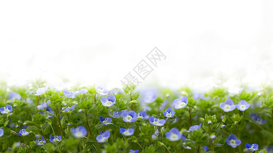 维罗妮卡蓝花蓝色植物群叶子野花野生动物场地紫色杂草草地荒野图片