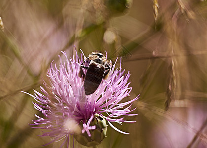 粉红色花朵吃花粉的蜜蜂昆虫野生动物环境蜂蜜荒野航班施工花蜜植物标志图片