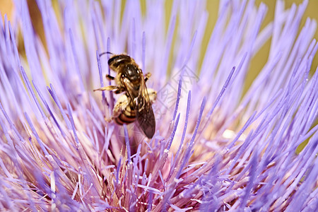 蜂鸣粉红花吃花粉森林踪迹叶子翅膀飞机光束植物群蜜蜂树林植物学图片