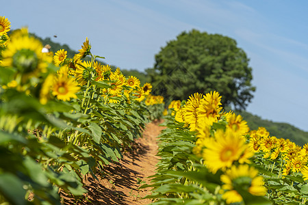 在夏日与明亮蓝天相伴的 美丽向日葵闪光场花瓣晴天花卉种子阳光天空农村植物种植园生长图片