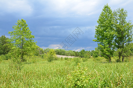 绿草 树木和雨云绿色暴风雨天气风暴乌云草地多云图片