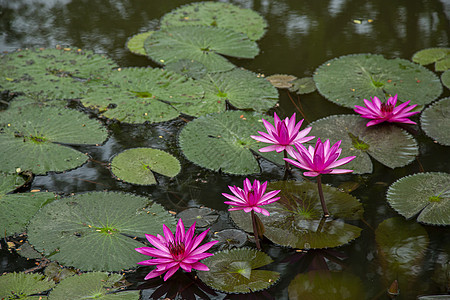 粉色莲花花花百合花园池塘植物群绿色花瓣植物公园叶子植物学图片