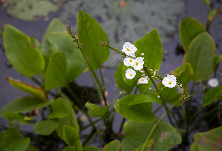 池塘中的白花图片