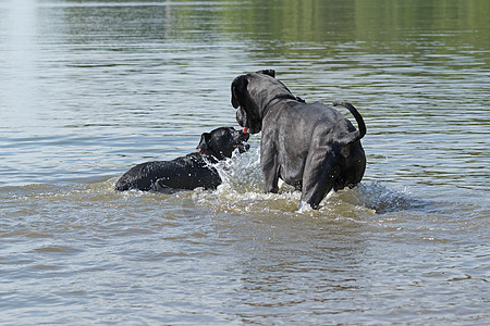 黑狗在水里玩哺乳动物宠物主题犬类小狗动物黑色家畜警报图片