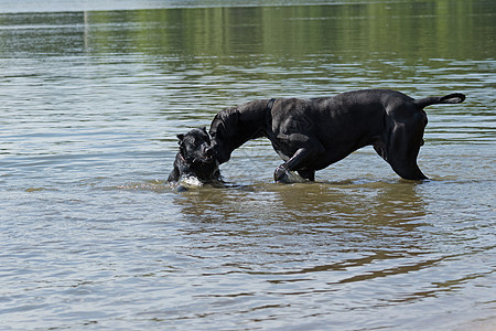 黑狗在水里玩犬类主题黑色动物家畜宠物哺乳动物小狗警报图片