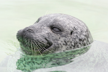 大西洋灰海豹印章海岸海洋荒野哺乳动物海滩野生动物动物毛皮灰色背景图片