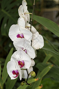 特纳里夫白色花束植物情调异国植物群紫色绿色兰花热带图片