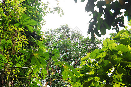 曼蒂圭岛高树上的绿叶棕色旅行树木旅游分支机构叶子绿色树叶图片