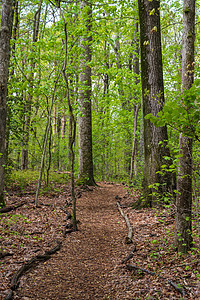 森林中的一条登山小道图片