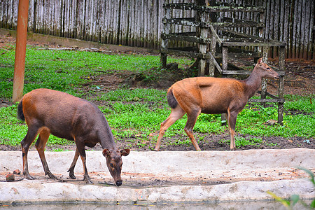 马来西亚Lok Kawi野生动物公园的Sambar露萨单色鹿生活公园水鹿哺乳动物动物园野生动物栖息地图片