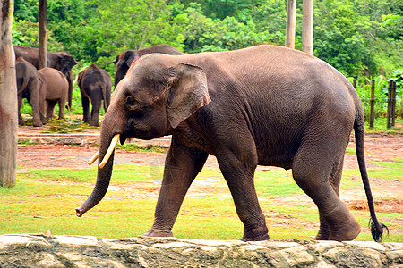 婆罗河大象 也被称为婆罗河俾格米大象树干哺乳动物生活野生动物动物园公园栖息地侏儒图片