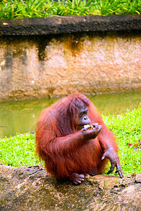 Lok Kawi野生动物公园的奥兰古塔猴子猩猩濒危棕色栖息地生活水果荒野公园野生动物动物园图片