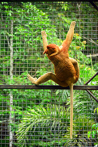 Lok Kawi野生动物公园的Proboscis猴子濒危栖息地生活公园鼻子动物园野生动物哺乳动物图片