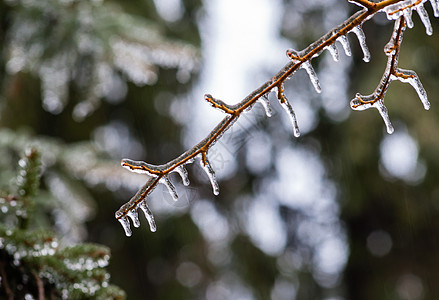 树木中冻结的树枝图片