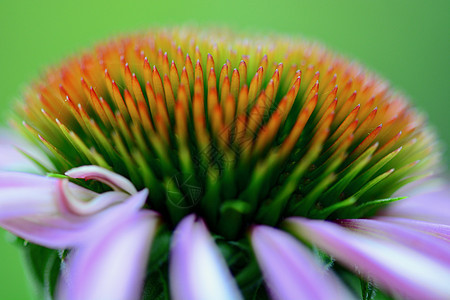 紫锥菊花 Coneflower 雏菊家族 的特写 俗名球果花来自花头中心的特征中心球果花园花朵花瓣植物群园艺野花植物动物紫色昆虫图片