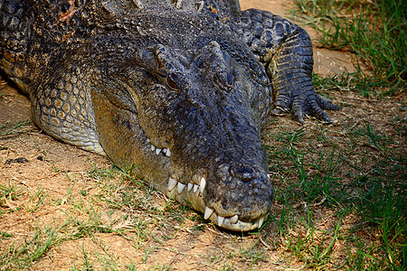 美洲短吻鳄有时通俗地称为 agator 或是美国东南部特有的大型鳄鱼爬行动物生物湿地野生动物食肉沼泽危险牙齿皮肤荒野动物园图片