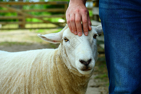 理发后的绵羊肖像 小时候用奶瓶喂养的动物 不怕人 更多地作为宠物而不是农牛饲养图片