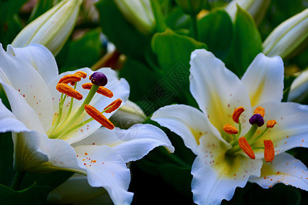 一朵巨大的 美丽的东方莉莉花的特写照片花朵礼物花束植物植物群花瓣宏观紫色花园叶子图片