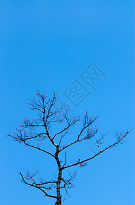 清蓝天空上的光树顶图片