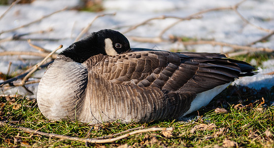 加拿大独一只鹅 将羽毛的嘴唇变暖图片