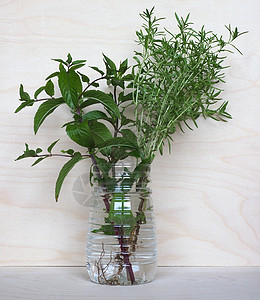 薄膜植物和夏香草植物Satu水仙花美味绿色薄荷咸味胡椒香脂植被谷物草本植物图片