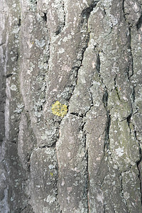 树皮的纹理棕色木材皮肤木头森林树干植物材料松树图片