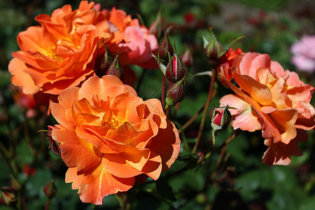 花园里的红玫瑰晴天玫瑰红色太阳红斑宏观痤疮植物学贺卡背景图片