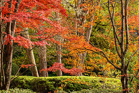 秋天以不同颜色的美丽树木季节绿色橙子花园树叶红色植物群树篱绿地图片