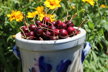 园中采摘的樱桃水果维生素花园红色收获收成食物图片