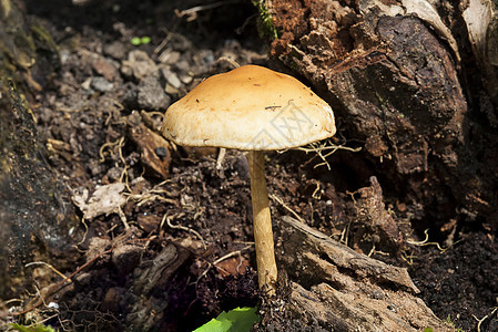 秋天的木林真菌蘑菇图片