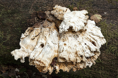 秋天在树干腐烂的树上生长的面包刀真菌图片