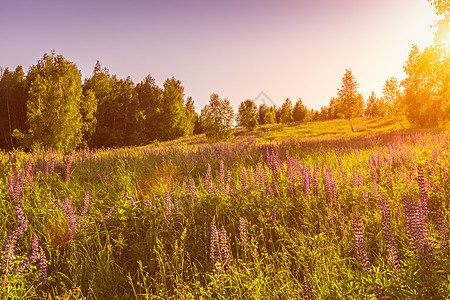 日落或黎明的田地上 有紫色润滑剂 野生康乃馨和幼苗 在晴朗的夏日天气中荒野爬坡野花阳光全景夏花太阳山坡风景气候图片