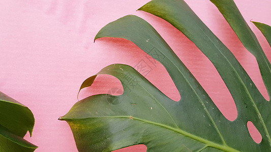 绿色热带棕榈树叶 粉红背景的怪兽叶 家植物叶运动 4K视频图片