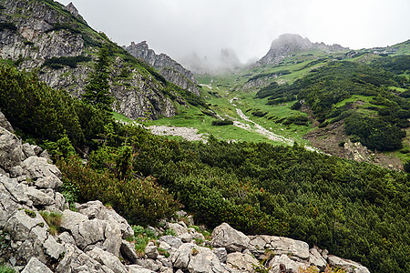 山上山坡 山上有山松石和石灰岩 在塔特里山石灰石山脉小路草地云杉植物石头岩石旅游山松图片