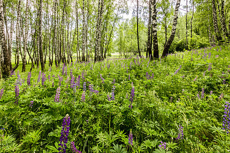 夏天天 在树干中间的一棵木林里 紫色润滑剂野生动物森林风景生长荒野树林叶子树枝野花桦木图片