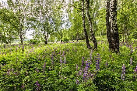 夏天天 在树干中间的一棵木林里 紫色润滑剂叶子风景树林荒野日光野生动物木头桦木森林植物图片