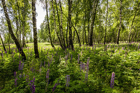 夏天天 在树干中间的一棵小树丛里 有紫色润滑剂桦木树林叶子荒野风景木头野花日光野生动物森林图片